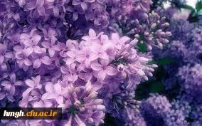 تبریک  دانشجویان به  سرپرست جدید دانشگاه فرهنگیان  به مناسبت  آغاز سال تحصیلی جدید  2