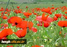 پیام ملکوتیان