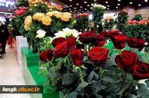 شرکت دانشجو معلمان در مراسم اختتامیه  جشنواره بین المللی شعر اشراق  2