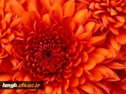 Chrysanthemum