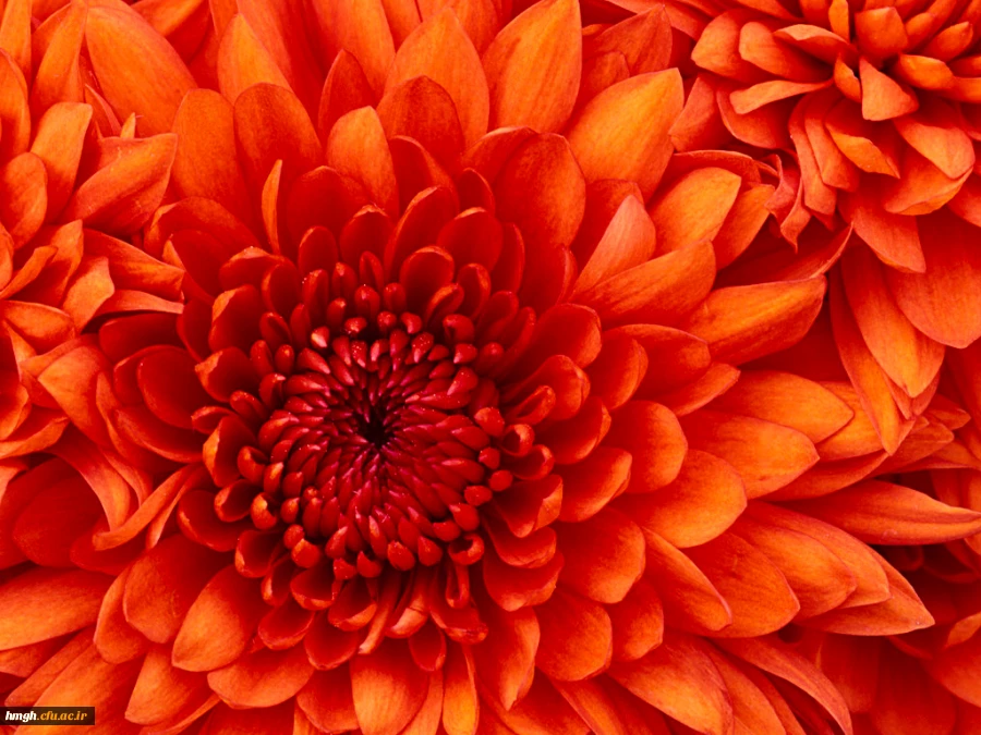 Chrysanthemum