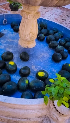 با حضور مسؤولان، کارکنان و دانشجومعلمان پردیس حضرت معصومه(س) برگزار شد: 

آیین شب یلدا در سرای دانشجویی 2